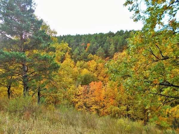 Сказочный Осенний Лес Красочными Деревьями Зелеными Соснами Топорами Дубами Свежей — стоковое фото