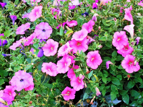 夏の庭で緑の茎に咲くピンクのペチュニアの花 — ストック写真
