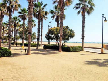 Kumlu plaj, güneşli Ispanya Valencia kıyılarında kabarık palmiye ağaçları