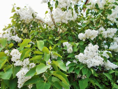 Güneşli havalarda yeşil sapları bir arka planda yaz çiçekler