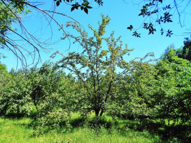 Güneşli havalarda gür yeşilliklerle ağaçlar, yaz doğa manzara