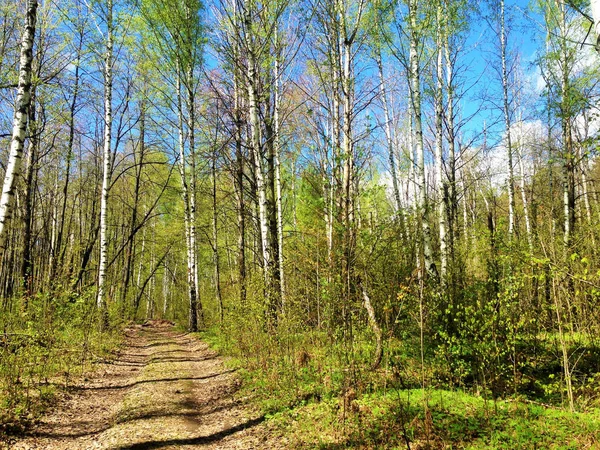 Bäume Satten Grün Bei Sonnigem Wetter Sommerliche Naturlandschaft — Stockfoto