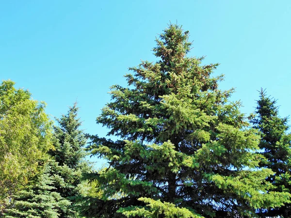 Drzewa Bujnej Zieleni Słonecznej Pogodzie Lato Natura Krajobraz — Zdjęcie stockowe