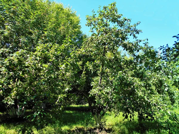 Деревья Пышной Зелени Солнечную Погоду Летний Природный Пейзаж — стоковое фото
