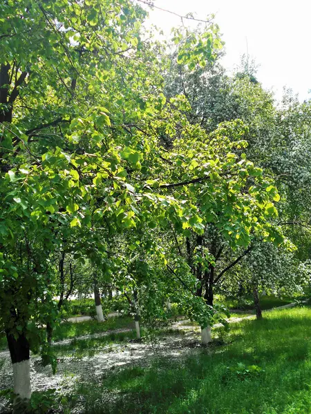 Дерева Пишній Зелені Сонячну Погоду Літній Пейзаж Природи — стокове фото