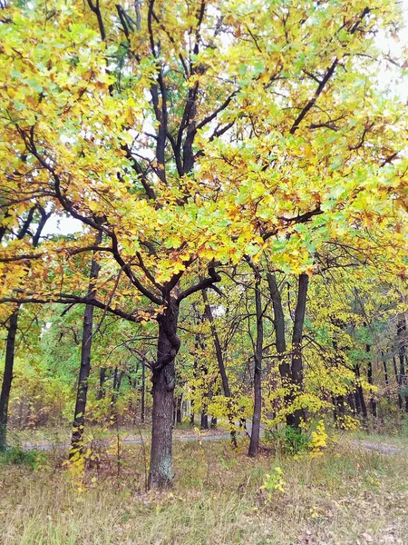 Outono Dourado Árvores Folhagem Caindo Paisagem Outono Natureza — Fotografia de Stock