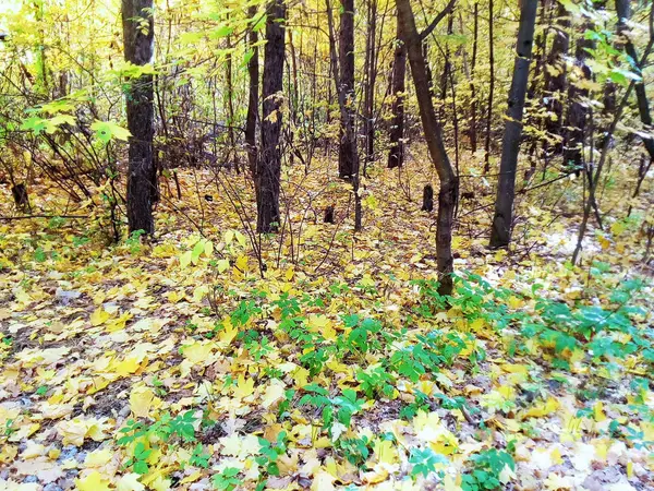 Gouden Herfst Bomen Vallende Bladeren Herfst Landschap Van Natuur — Stockfoto