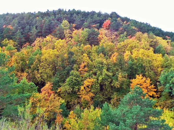 Otoño Dorado Árboles Multicolores Una Ladera Clima Soleado Paisaje Otoñal —  Fotos de Stock