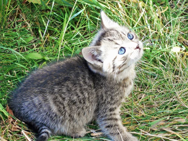 Szary Kociak Niebieskimi Oczami Siedzi Zielonej Trawie Patrzy Niebo — Zdjęcie stockowe