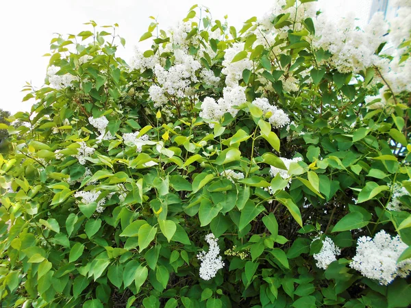 晴れの日に咲く緑豊かなライラックの芽 — ストック写真