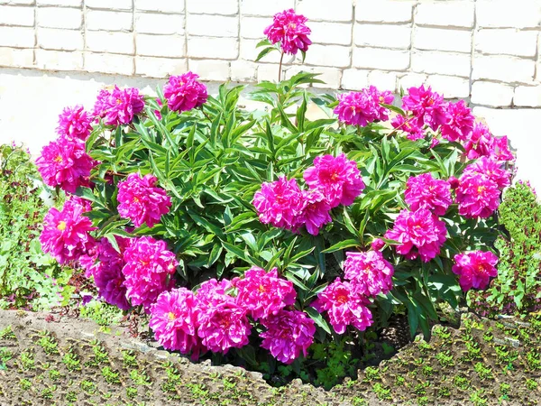 Weelderige Toppen Van Roze Bloemen Groene Stengels Een Heldere Zonnige — Stockfoto