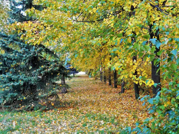 Золотая Осень Желтые Листья Падают Тополя Плотно Покрывают Зеленый Переулок — стоковое фото