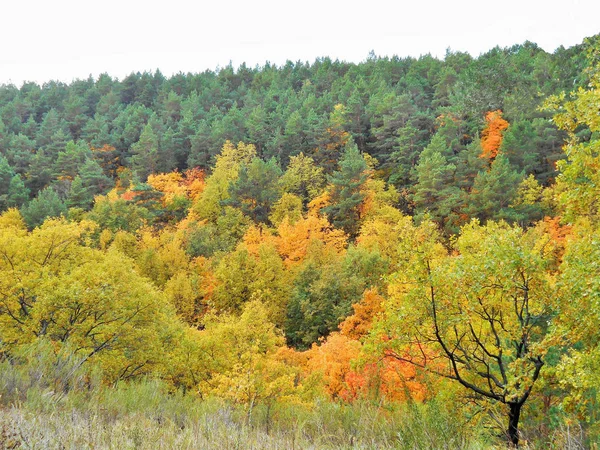Сосновый Лес Красочные Деревья Октябрьский День Солнечную Погоду — стоковое фото