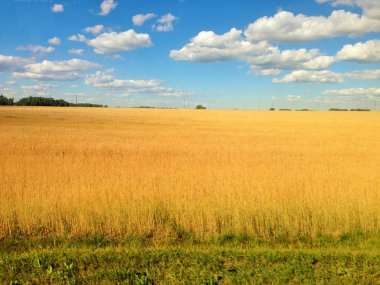 Güneşli bir yaz gününde beyaz bulutlu buğday tarlası ve mavi gökyüzü