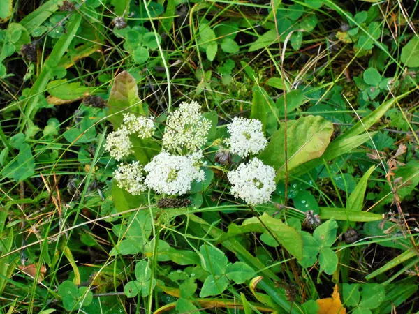 森の端の秋の日に草は緑で白い花を咲かせます — ストック写真