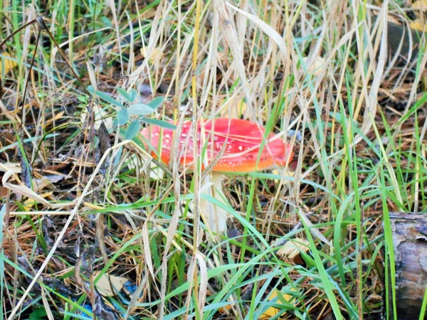 Ormanın Kenarında Bir Sonbahar Gününde Çimler Arasında Kırmızı Bir Kapak — Stok fotoğraf