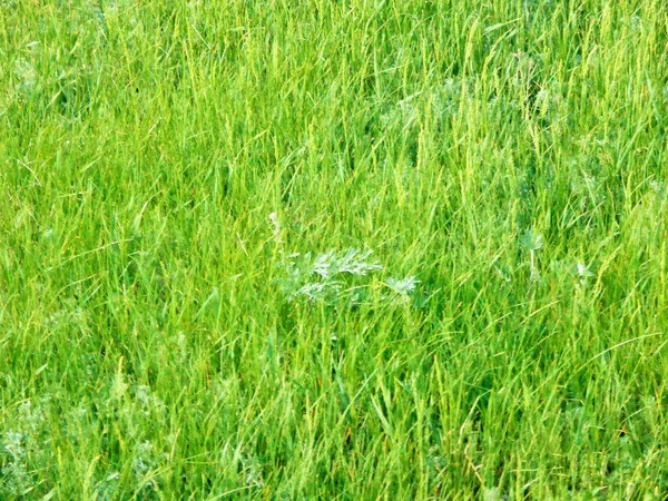Que Herbe Verte Juteuse Dans Prairie Par Une Journée Ensoleillée — Photo