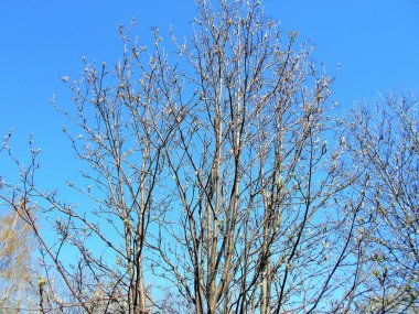 Bahar gününün mavi gökyüzüne karşı çiçek açan dalları olan ağaç