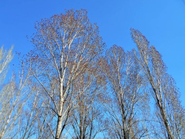 Mavi gökyüzü bir arka plan üzerinde Nisan bahar gününde kavak ağaçları