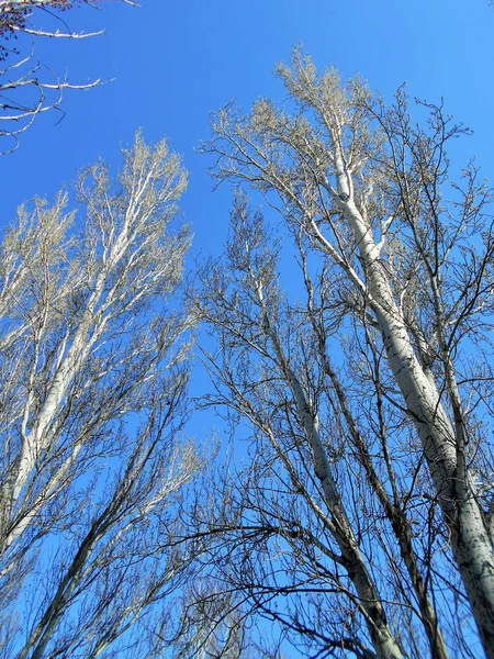 Drzewa Topoli Kwietniu Wiosenny Dzień Tle Błękitnego Nieba — Zdjęcie stockowe