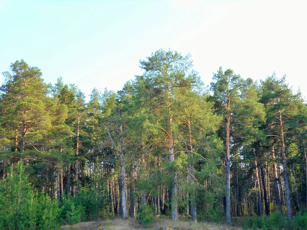 Bomen Het Bos Zonnige Mei Dag — Stockfoto