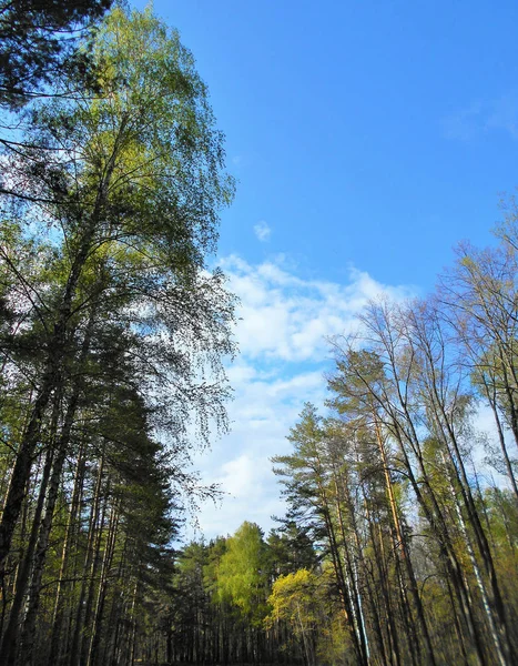 Bäume Wald Einem Sonnigen Maitag — Stockfoto