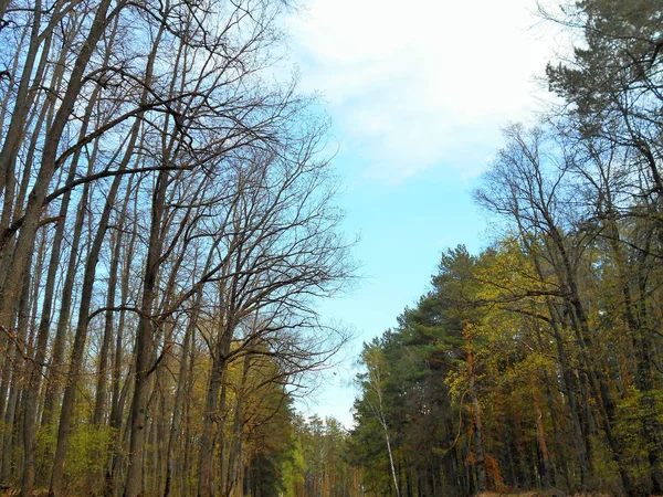 Bäume Wald Einem Sonnigen Maitag — Stockfoto