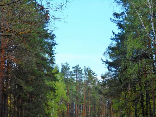 Bomen Het Bos Zonnige Mei Dag — Stockfoto