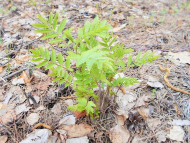 Güneşli bir günde ormanda eğrelti otu