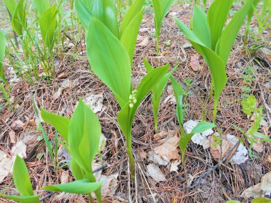 Vadinin zambakları güneşli bir günde ormanda yetişir.