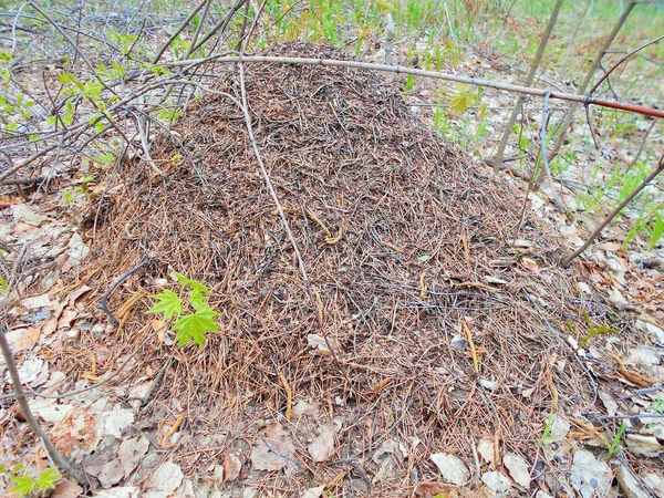 Ameisenhaufen Wald Einem Sonnigen Tag Mai — Stockfoto