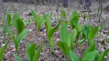 Vadinin zambakları güneşli bir günde ormanda yetişir.