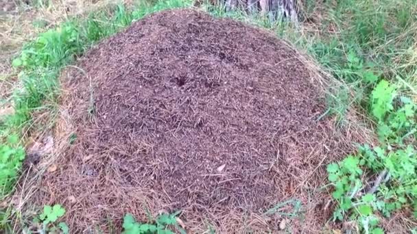 Ameisenhaufen Wald Einem Sonnigen Tag Mai — Stockvideo