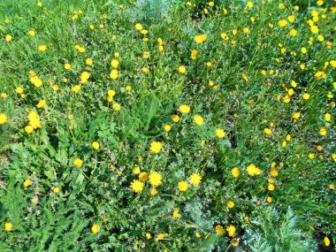 Güneşli bir günde, sarı karahindibalar açık bir alanda olabilir.