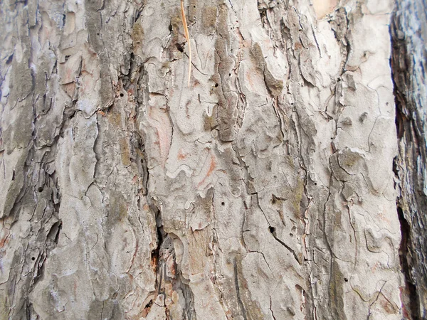棕色松树皮树在阳光明媚的五月天在森林 — 图库照片