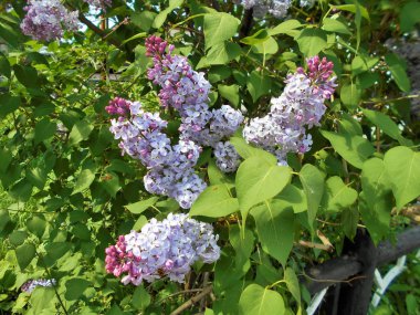 Güneşli günde leylak çiçekleri