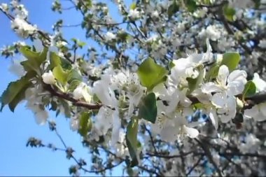 Güneşli bir günde bir elma ağacının dallarında beyaz çiçekler