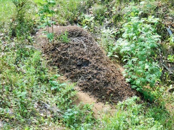 Anthill Lese Slunečného Dne Květnu — Stock fotografie