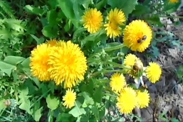Пчелы Собирают Нектар Желтых Одуванчиков Солнечный Май — стоковое видео