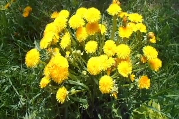 Dandelions Amarelo Vento Dia Maio Ensolarado — Vídeo de Stock