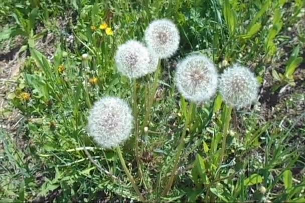 Dandelions Fofo Vento Dia Ensolarado Maio — Vídeo de Stock