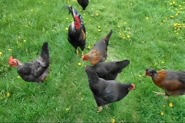 Black Chickens Cock Lawn Yellow Dandelions May Sunny Day — Stock Video