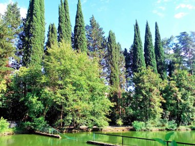 Güneşli bir yaz gününde Sochi botanik bahçesi