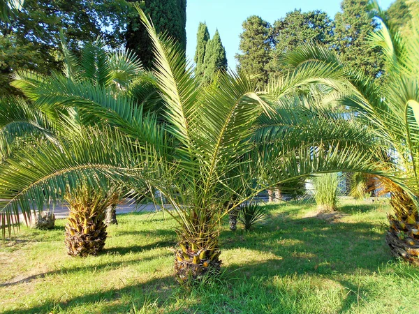 Piękne Drzewa Palmy Letni Słoneczny Dzień — Zdjęcie stockowe