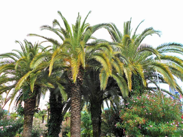 Belle Palme Alberi Una Giornata Estiva Soleggiata — Foto Stock