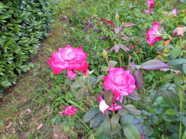   Çiçekli güller yeşil saplı güneşli bir yaz gününde      