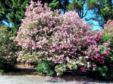 Güneşli bir yaz gününde güzel çiçekler