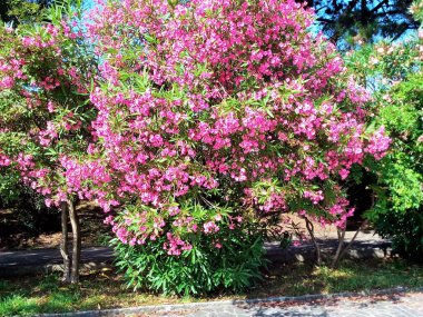 Güneşli bir yaz gününde güzel çiçekler