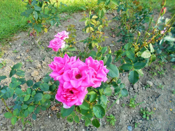 Rosas Florecientes Tallos Verdes Día Soleado Verano — Foto de Stock