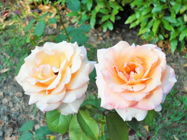 Bloeiende Rozen Groene Stengels Een Zomer Zonnige Dag — Stockfoto